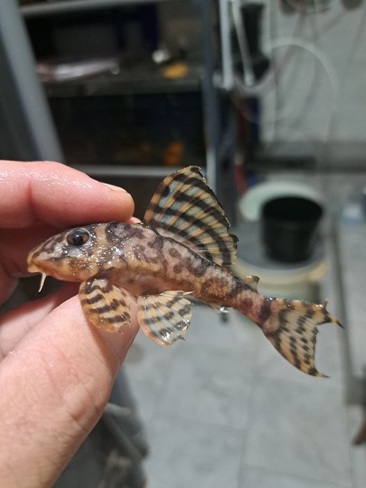 Zbrojnik L 173 yellow