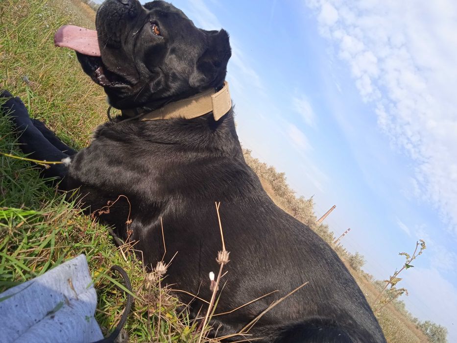 Кобель Кане-корсо вязка