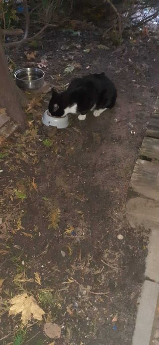 błąkający się kotek