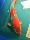 Carpa Koi - GOSHIKI 42cm