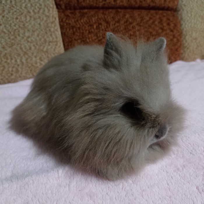 Królik Karzełek Teddy królik Miniaturka gotowe do odbioru króliczki