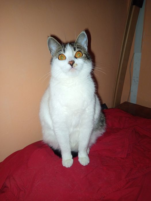 Отдам в хорошие руки, Николаев.