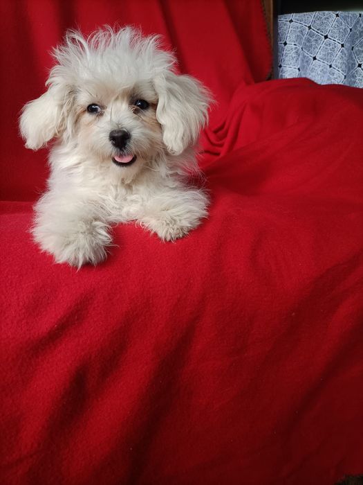 Maltipoo  super szczeniak