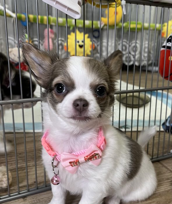 ZAREZERWOWANA– Chanel, piękna długowłosa sunia