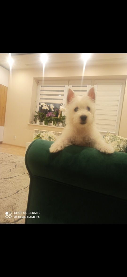 West Highland White Terrier