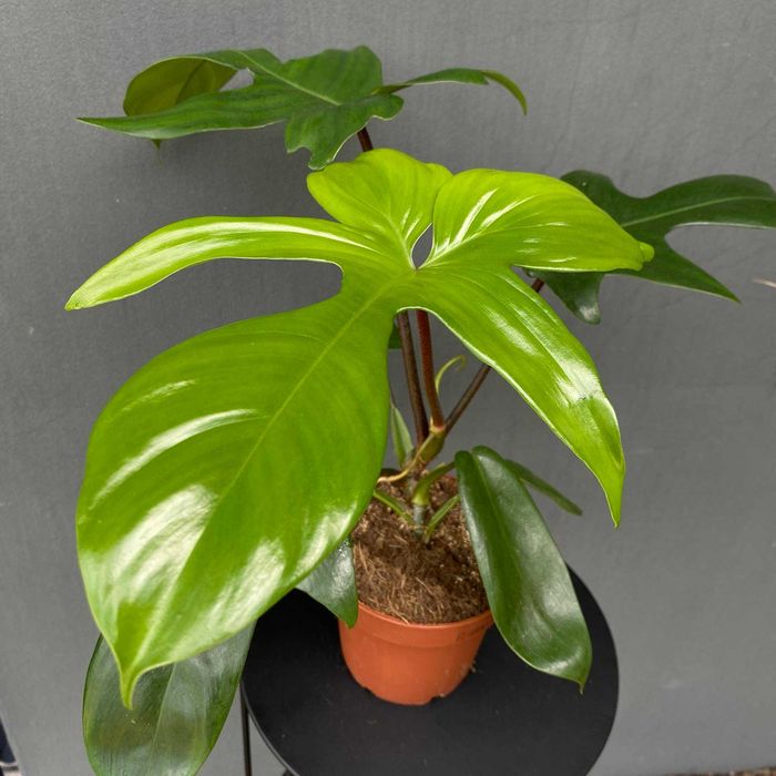 Philodendron Florida Green Filodendron Ogrzewacz w cenie