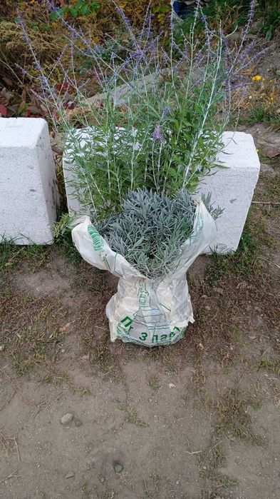 Декоративные кустарники и многолетники. Лавандин перовския котовник