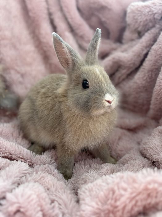 Basia i Bysio do adopcji