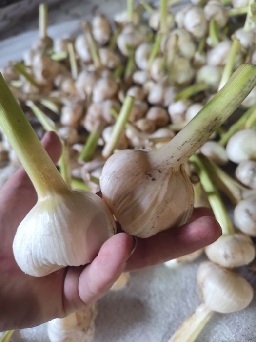 Часник рокамболь озимий, є ярий