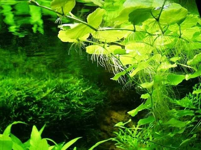 Щитолистник. Акваріумні рослини
