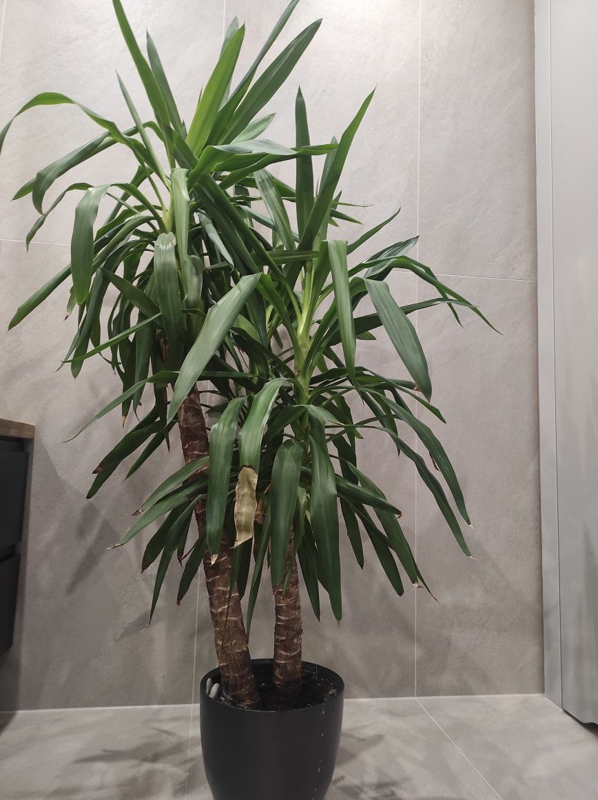 Juka Gwatemalska Yucca Elephantipes