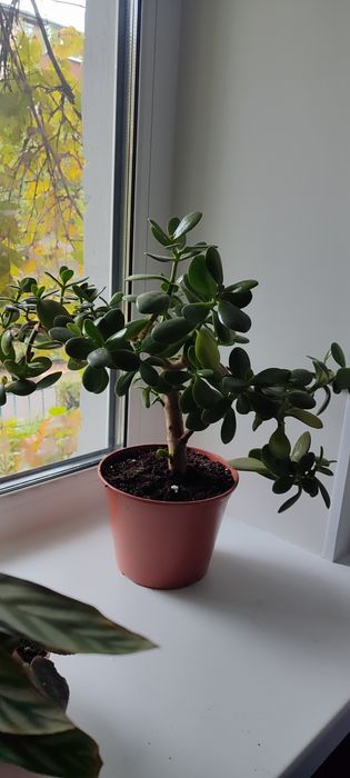 Комнатный цветок Денежное дерево толстянка