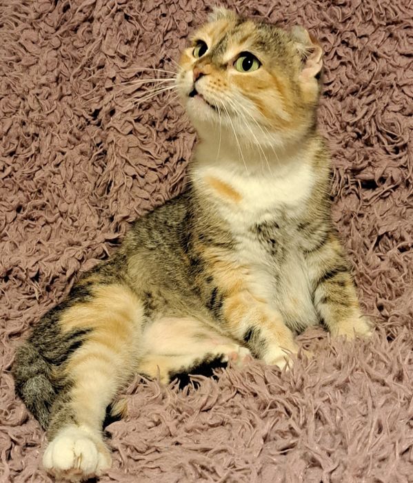 Sofi czeka na swój ciepły domek