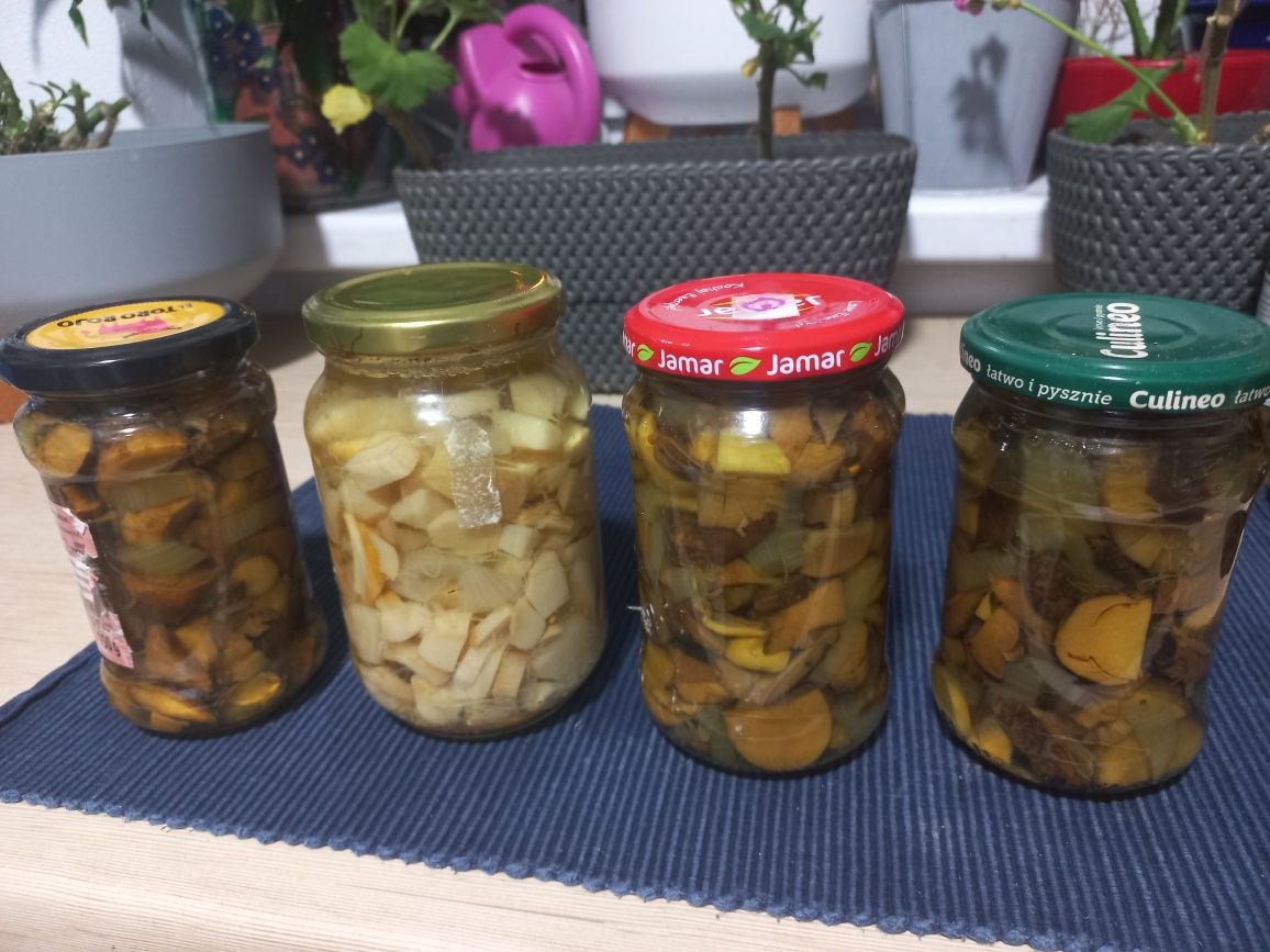 Sprzedam zestaw  grzybów