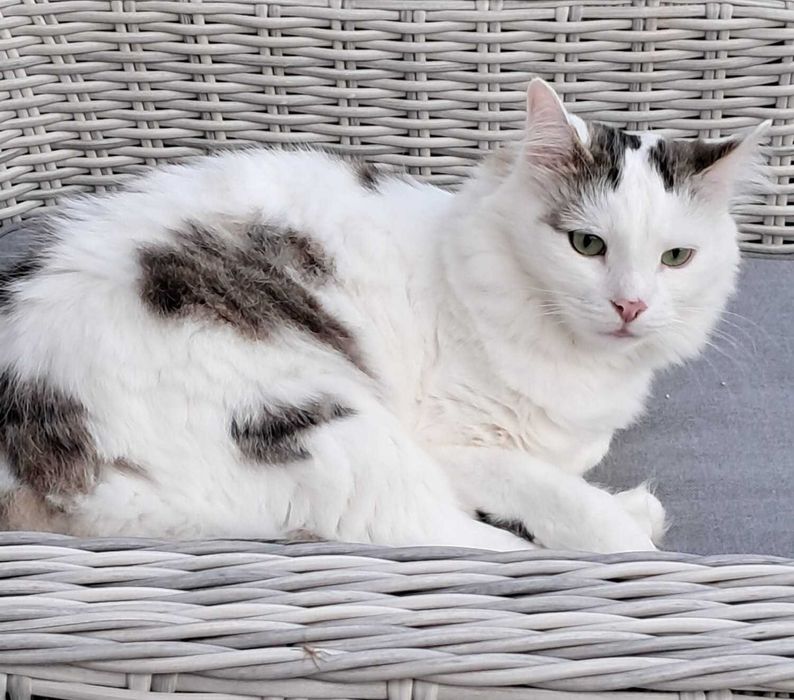 3 letni Fuks wypatruje wymarzonego domu