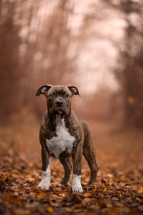 American staffordshire terrier Amstaff FCI ZKwP