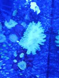 Sinularia verde coral de água salgada