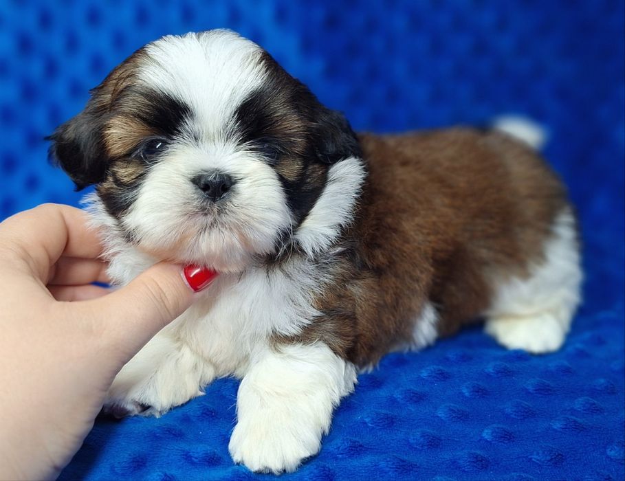 Piękny puchaty Misiu Shih Tzu z rodowodem - zapraszamy