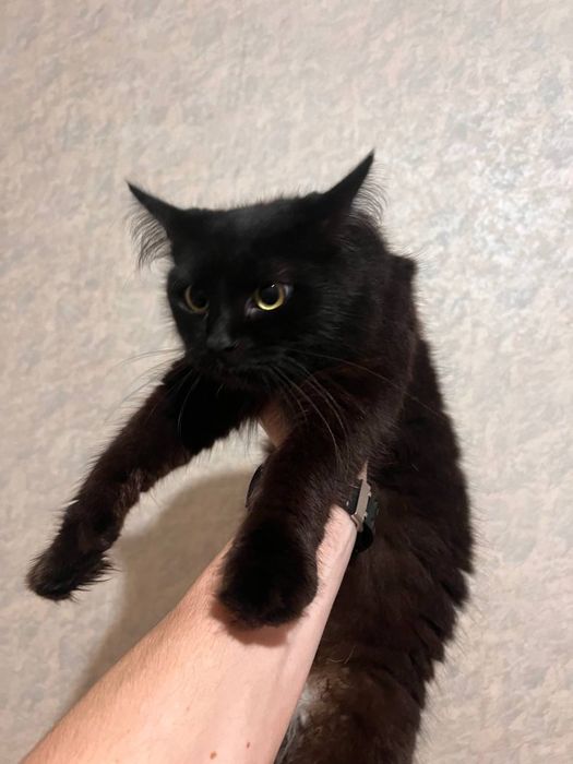 Отдам кошечку в добрые руки