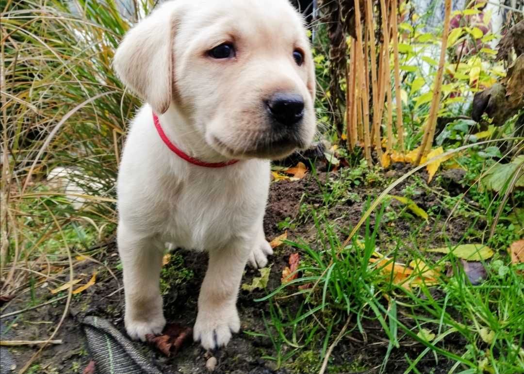 Labrador JUŻ SĄ domowo-rodzinny, RTG, genetyka