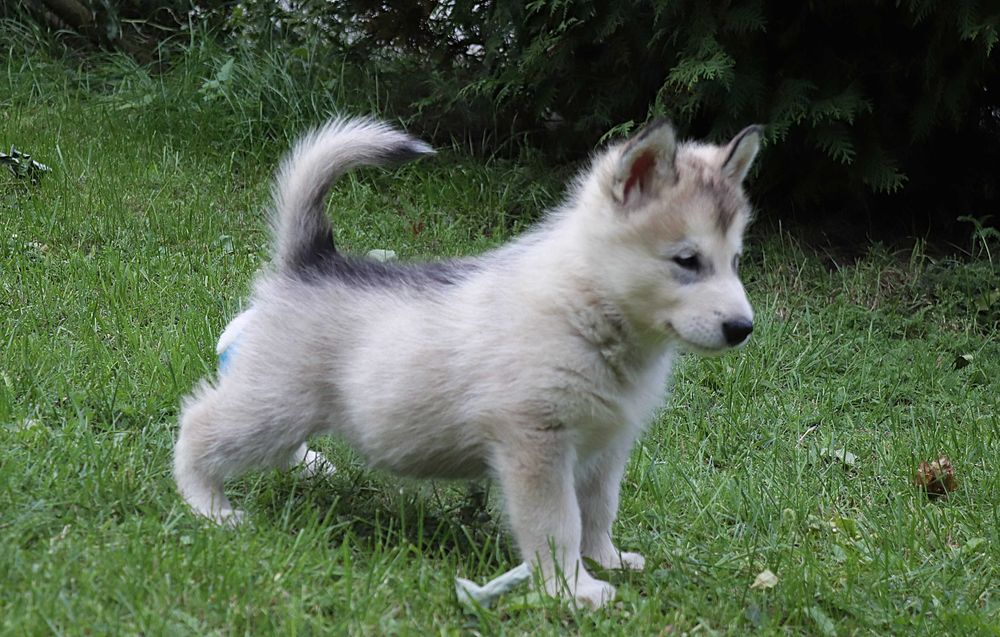 Alaskam Malamute szczeniak piesek NANUK