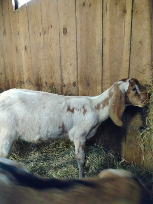 Sprzedam kozy anglonubijskie