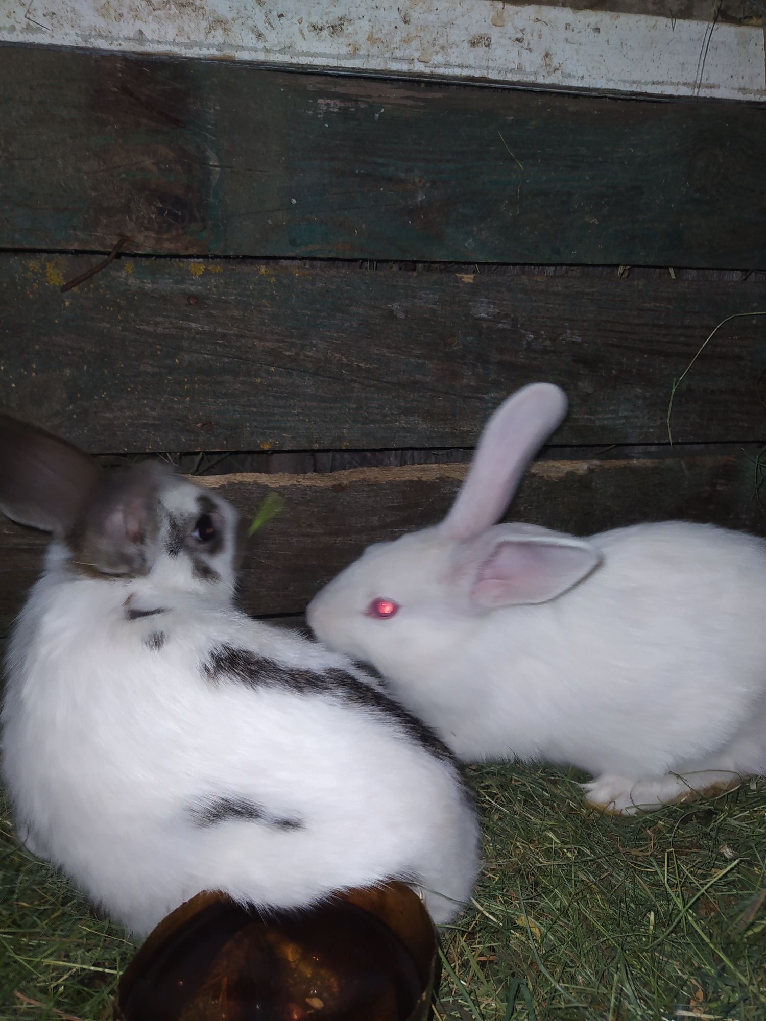 Кролики  3 місяці