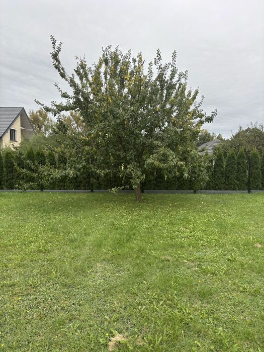 drzewo owocowe drewno do zabrania