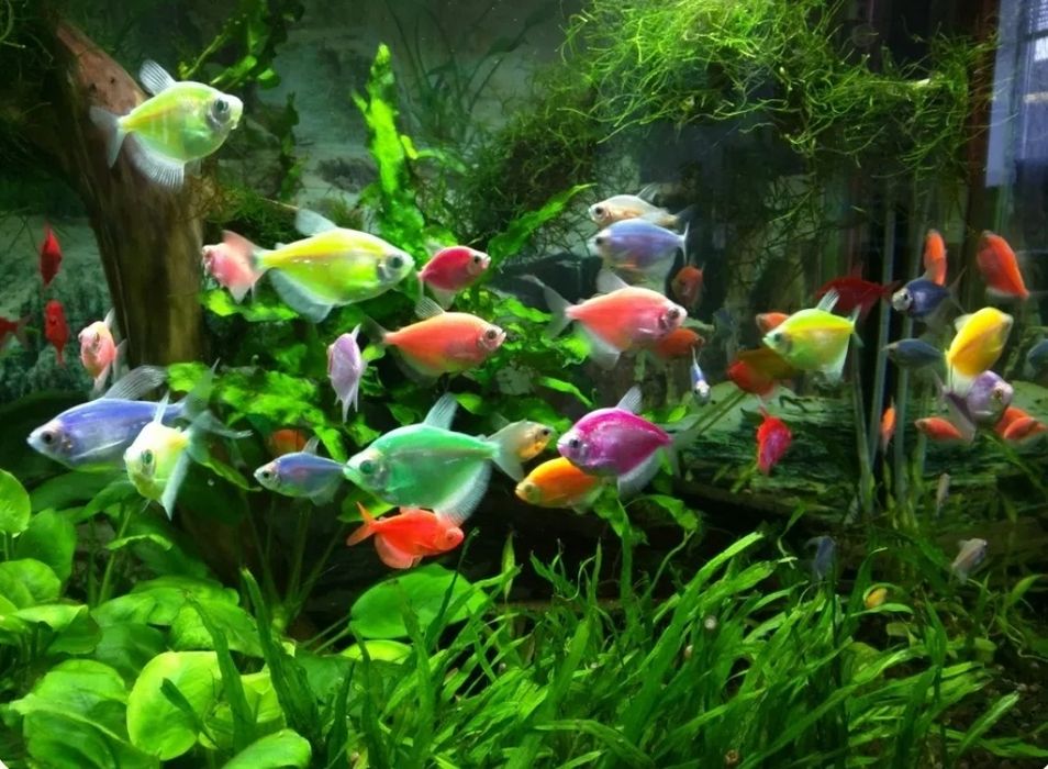 Тернеція гло тернеция