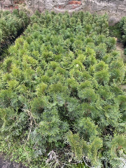 Смарагд-гуртом, горщик п9, 0,75, с2