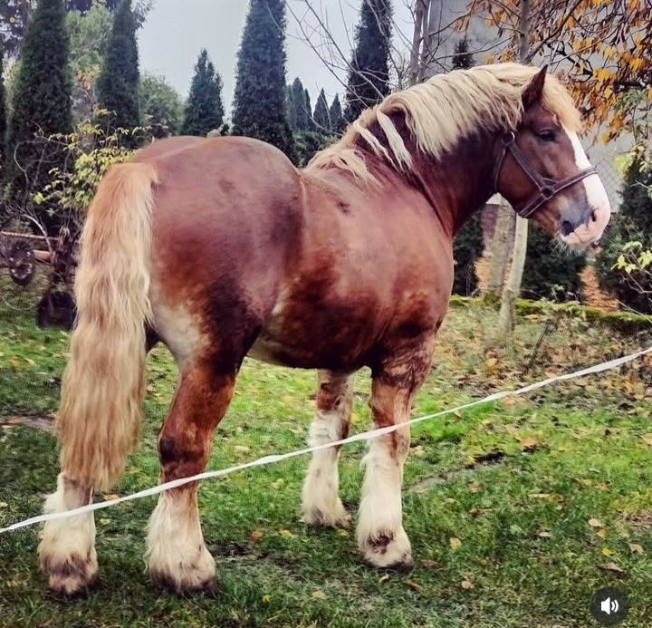 Odsadek belg arden zimnokrwisty