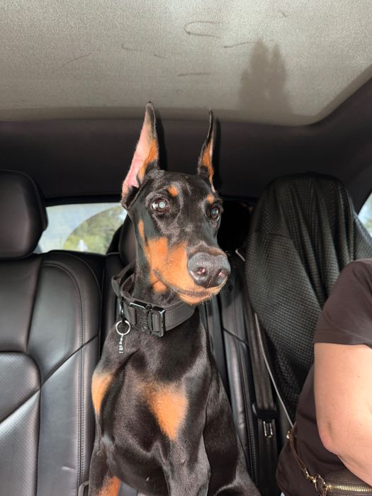 Восьмимісячна дівчинка добермана шукає нову сімʼю