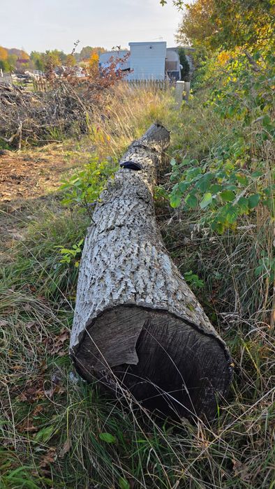Kłoda, pień orzech włoski - sucha 4,30 m długa