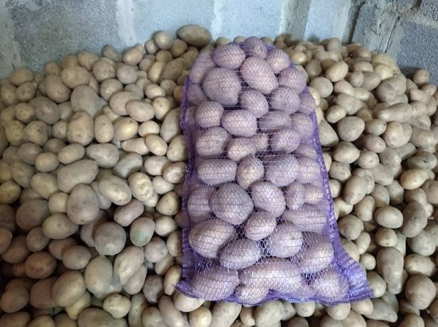Продам картоплю сорт Королева Анна, Бриз, Білароса, Тайфун