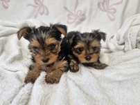 Yorkshire terrier gotowe do zmiany domu
