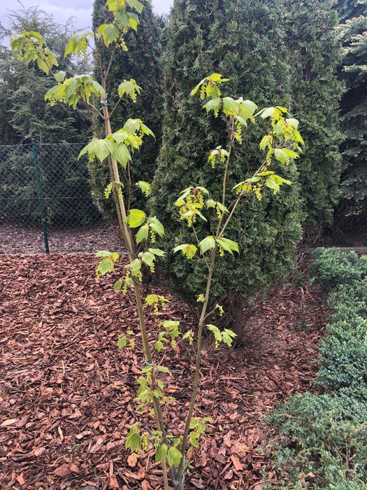 Klon Pensylwański 'Acer pensylvanicum' Wysokość ok. 200cm Leszno