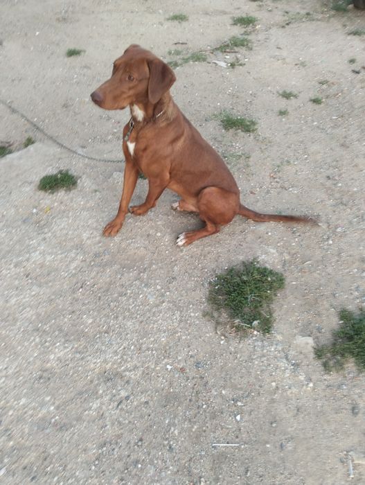 Dou cão de porte grande