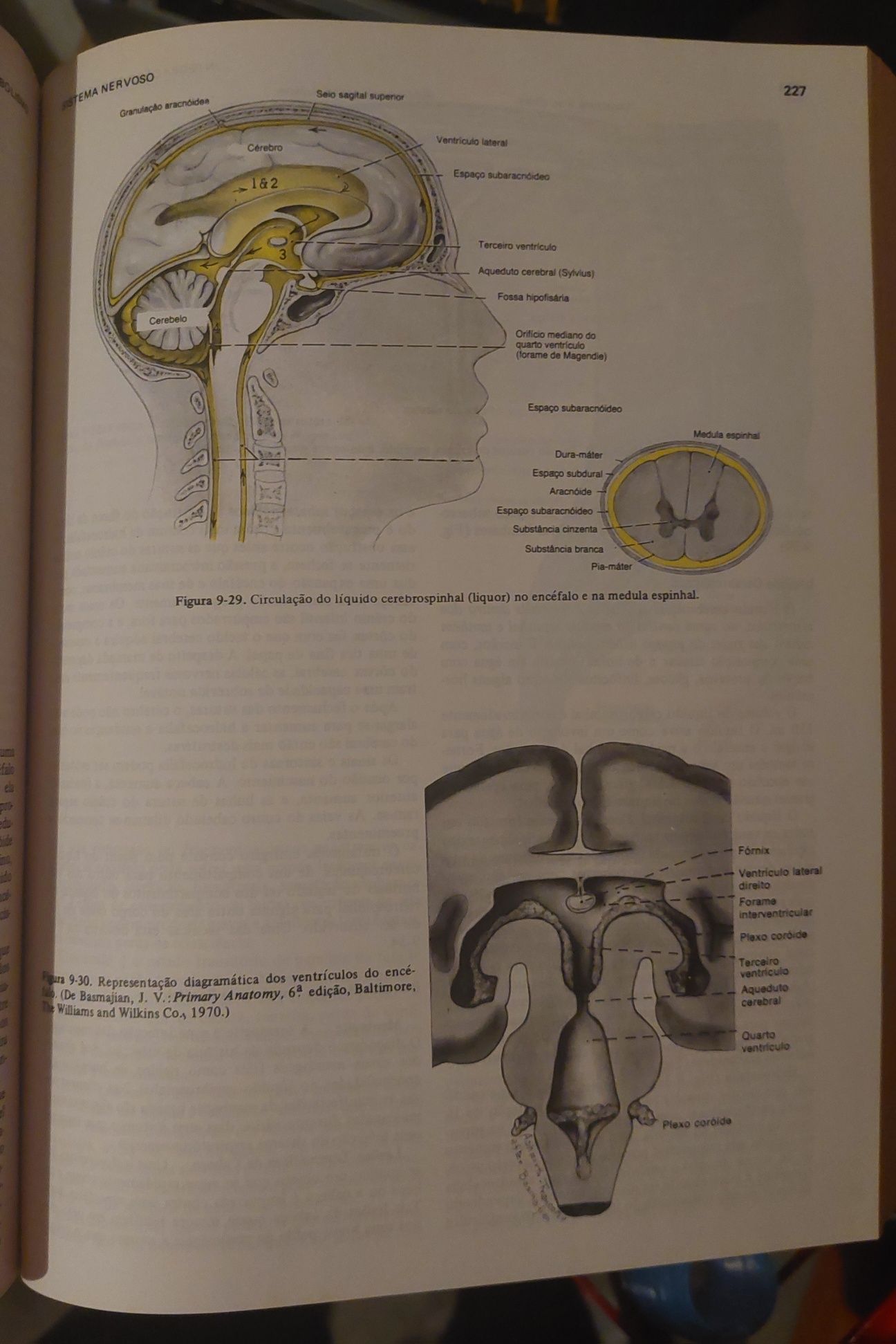 Anatomia e Fisiologia Humana