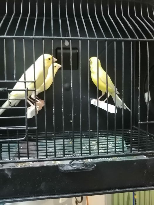 Canários timbrados espanhol