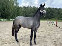 Piekna  klacz COZ I'M SPECIAL