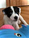 Parson Russell Terrier FCI - gładkowłosy piesek Thor