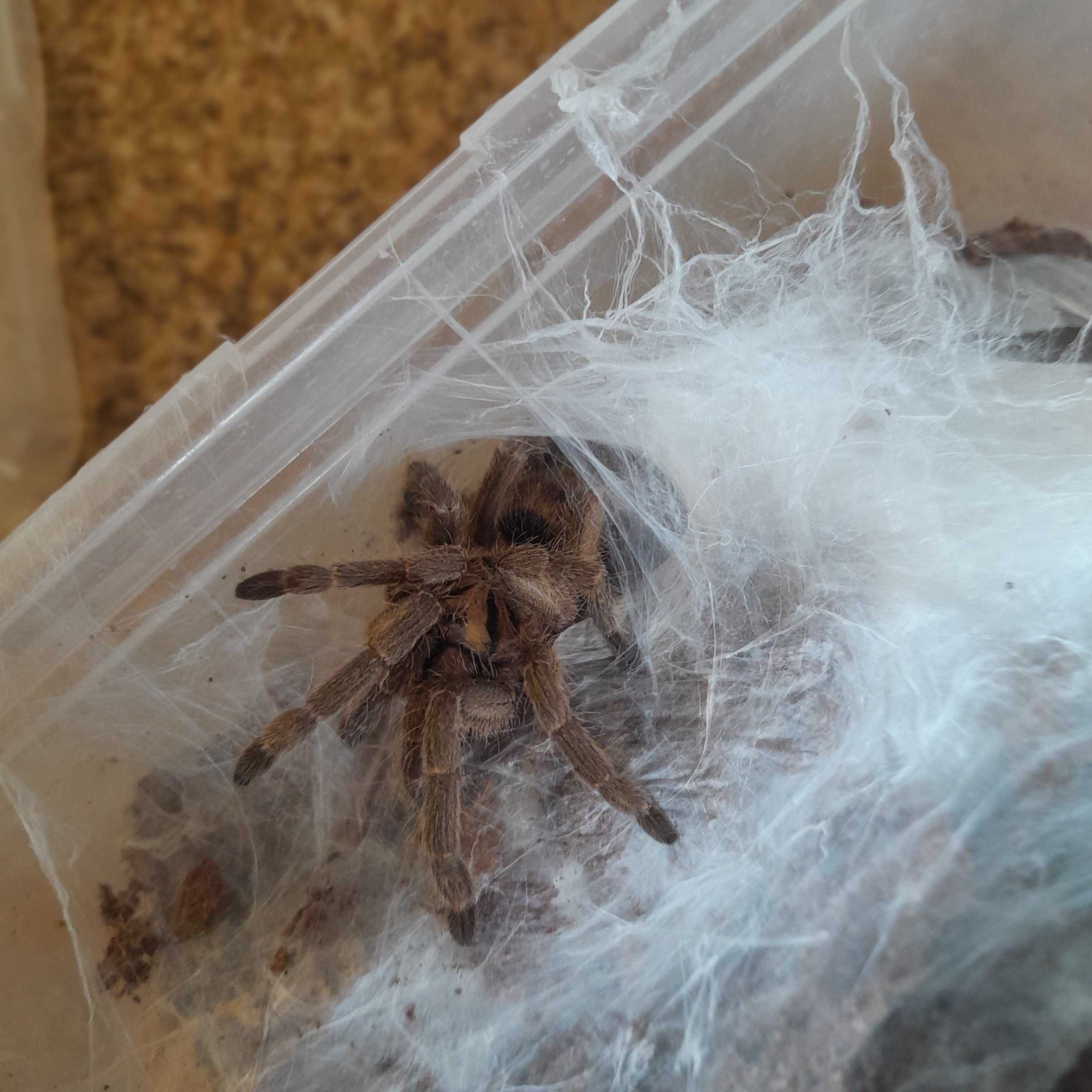 Neoholothele incei classic L3 (3,5 DC)