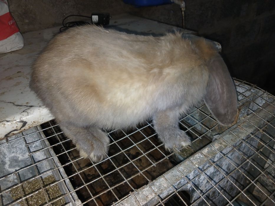 Кролики кролі кроленята