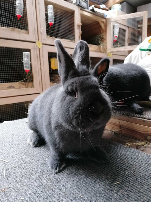 Króliki Wiedeńskie niebieskie