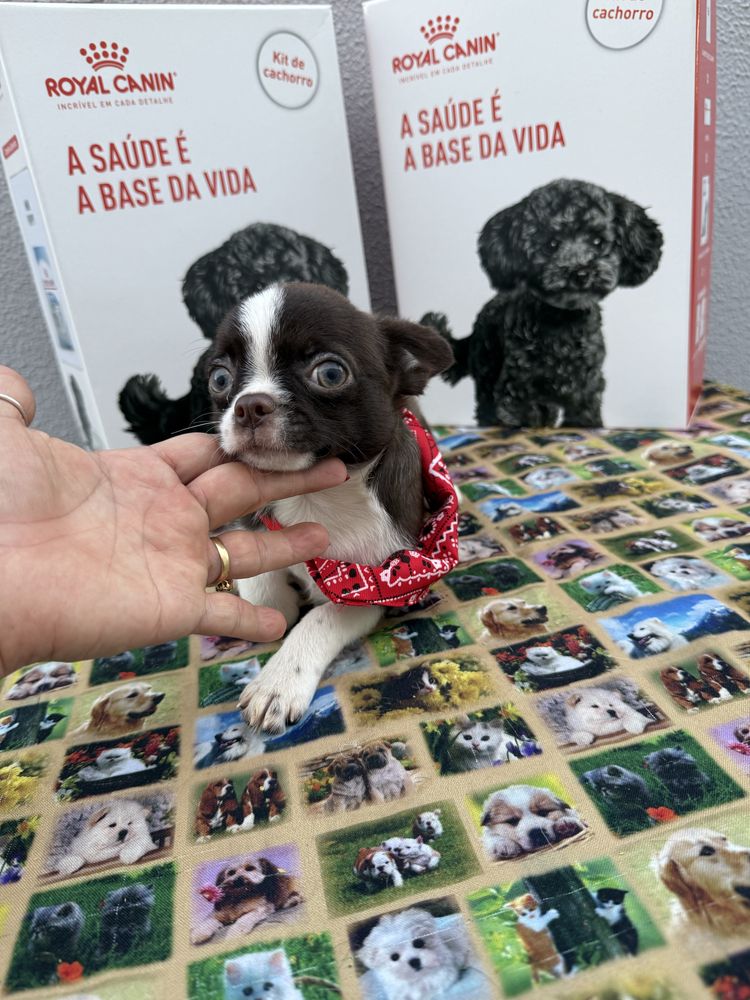 Menino Chihuahua chocolate