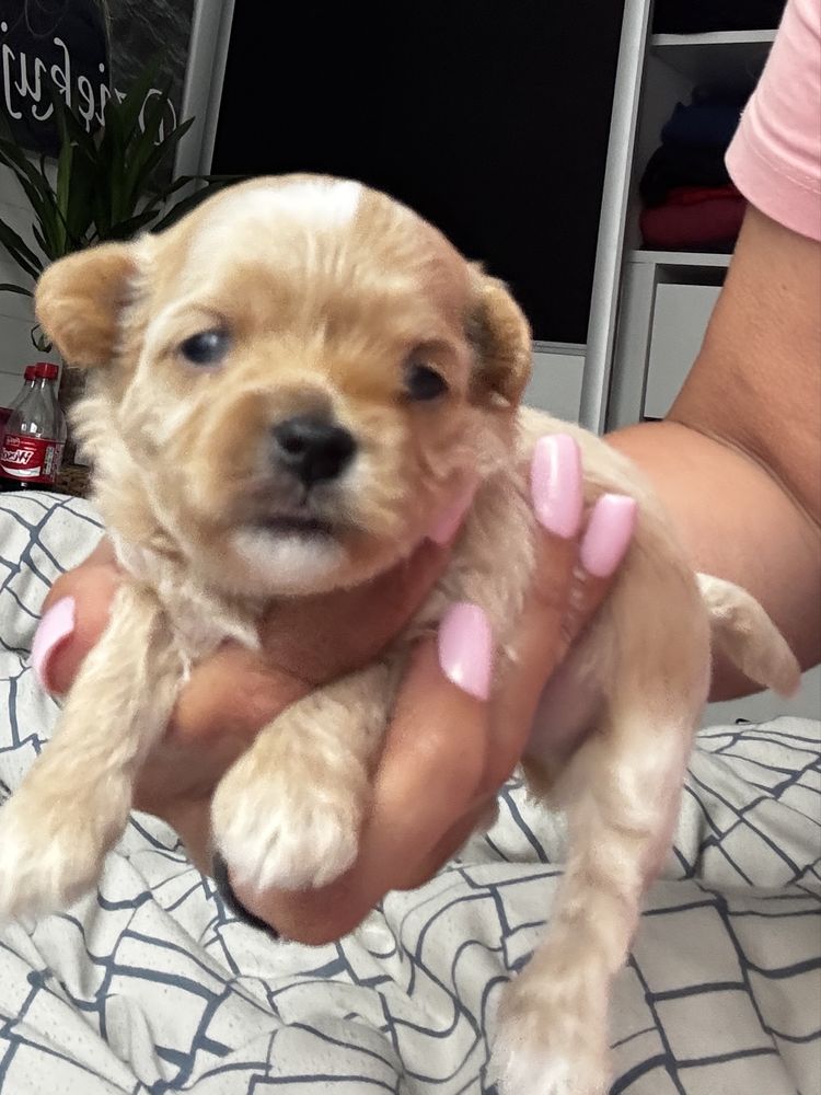 Maltipoo f1 uroczy chłopak