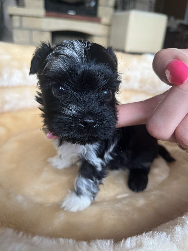 Yorkshire terrier, york, merle, pies, chłopczyk