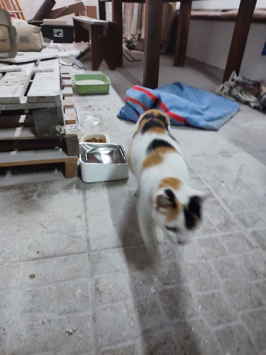 Gata para adoção responsável - Paredes, Porto