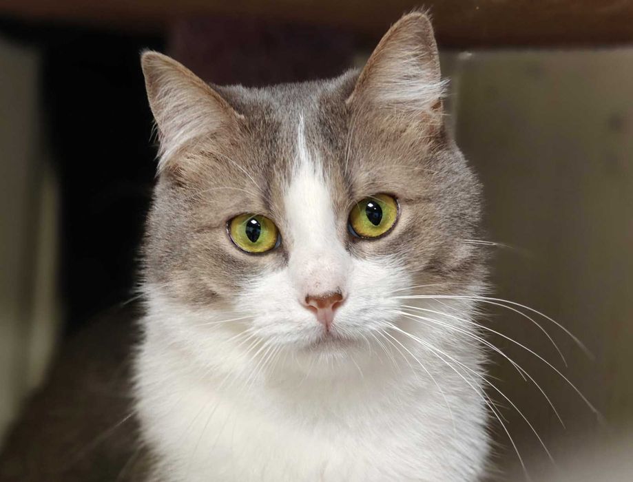 Лагідна кицюня Доллі 1рік шукає дім! кішка, сріблясто-біла, кошеня кіт