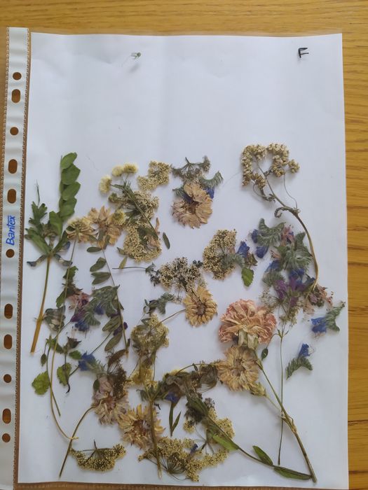 Suszone kwiaty trawy DIY